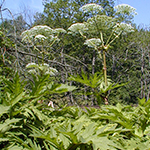 Hogweed khổng lồ (Heracleum mantegazzianum)