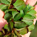 Salvinia khổng lồ (Salvinia molesta)