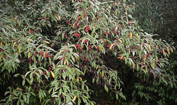 Các loài thực vật xâm lấn như cây ô liu mùa thu (<em>Elaeagnus umbellate</em>) phát tán dễ dàng nhờ khả năng phát tán quả dễ dàng. Ảnh của Leslie J. Mehrhoff, Đại học Connecticut, Bugwood.org. trình chiếu