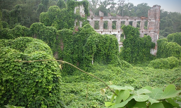 Kudzu (<em>Pueraria montana var. lobata</em>) là loài cây phổ biến ở miền Nam, nơi nó đã lấn át các loài thực vật bản địa - và cuối cùng là toàn bộ cảnh quan. Ảnh của Johnny Randall, Vườn bách thảo Bắc Carolina, Bugwood.org. trình chiếu