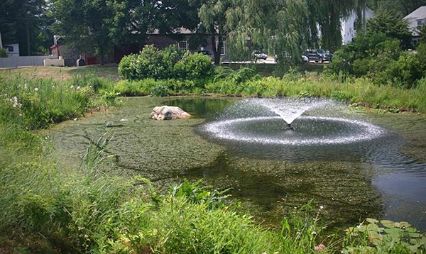 Các loài thực vật xâm lấn như cây bèo tây (<em>Hydrilla verticillata</em>) đã được chứng minh là khó kiểm soát trong môi trường sống không phải bản địa của chúng. Ảnh của Leslie J. Mehrhoff, Đại học Connecticut, Bugwood.org. trình chiếu
