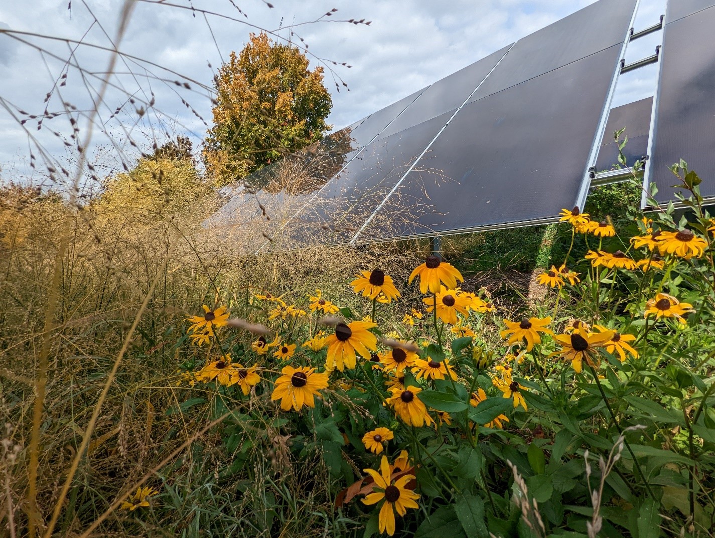 ảnh Nhà máy năng lượng mặt trời JMU