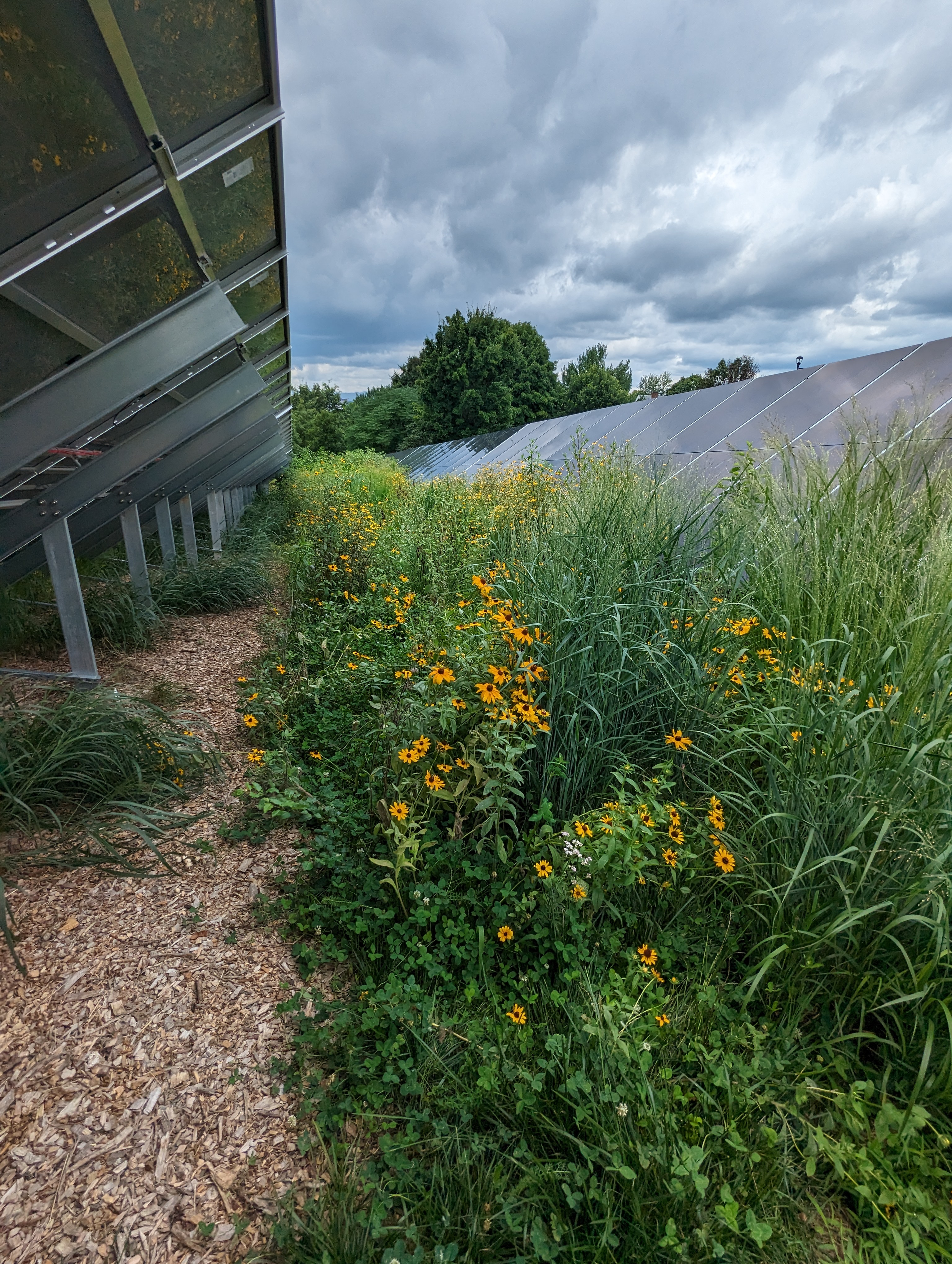 ảnh tấm pin mặt trời JMU