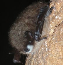 dơi myotis có mũi trắng