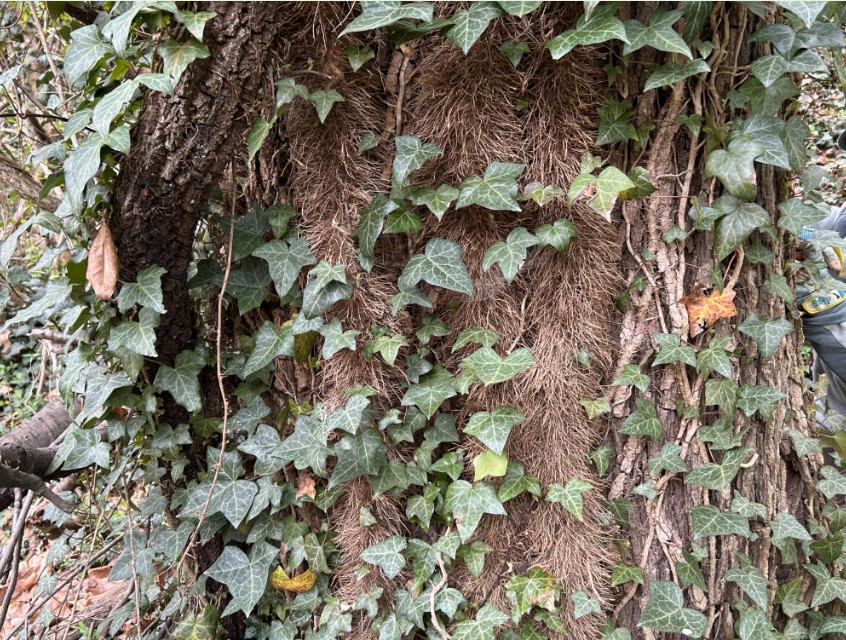 Invasive species facts