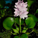 Lục bình (Eichhornia crassipes)