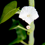 Rau muống (Ipomoea aquatica)