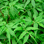 Cỏ lá gợn sóng (Oplismenus undulatifolius)