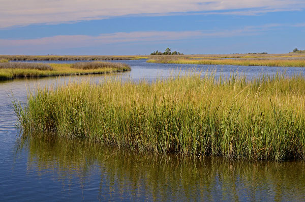 ảnh của Thủy triều Mesohaline/Đầm lầy Polyhaline