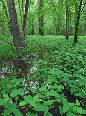 hình ảnh của dòng sông thủy triều năng lượng cao