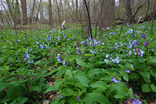 hình ảnh rừng ngập lụt trên núi piedmont