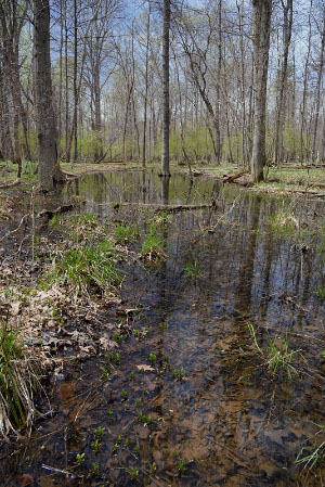 hình ảnh của dòng sông thủy triều năng lượng cao