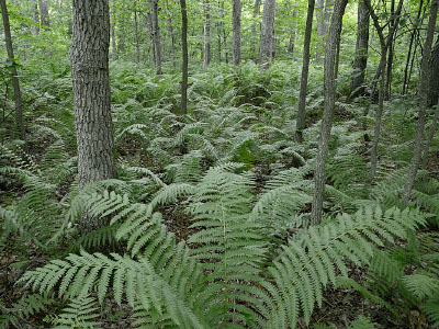 hình ảnh của dòng sông thủy triều năng lượng cao