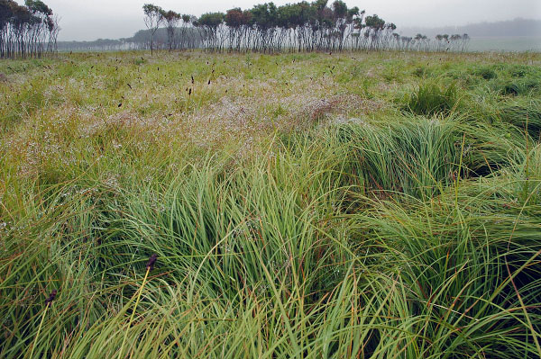 hình ảnh của đầm lầy mafic và rò rỉ