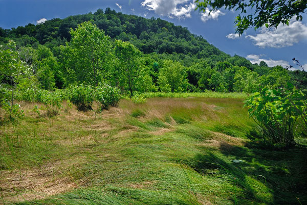 hình ảnh của đầm lầy nước mặn nội địa