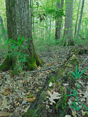 hình ảnh của dòng sông thủy triều năng lượng cao