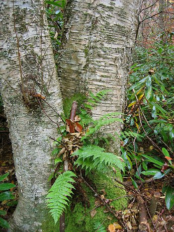 hình ảnh cây bạch dương vàng và cây dương xỉ thường xanh