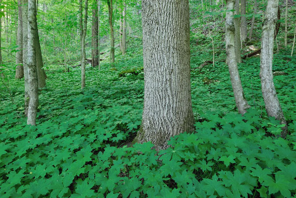 hình ảnh của rừng mesic cơ bản