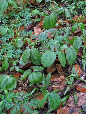 hình ảnh của rừng mesic cơ bản