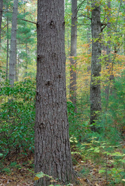 ảnh chụp khu rừng boulderfield ở độ cao thấp