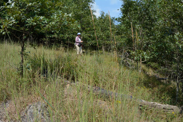 ảnh rừng siêu mafic