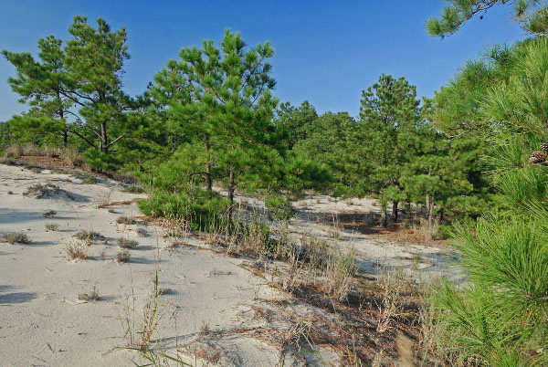 ảnh rừng cồn cát ven biển