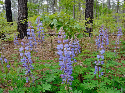 ảnh chụp khu rừng boulderfield ở độ cao thấp