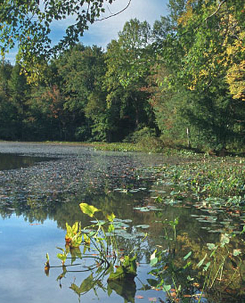 ảnh của palustrine