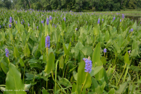 Đầm lầy nước ngọt thủy triều (Loại Arrow-Arum - Pickerelweed) – CEGL004706 Đầm lầy nước ngọt thủy triều (Loại Arrow-Arum - Pickerelweed) – CEGL004706