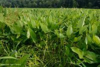 Đầm lầy nước ngọt thủy triều (Lúa hoang - Loại cây thân thảo hỗn hợp) – CEGL004202 Đầm lầy nước ngọt thủy triều (Lúa hoang - Loại cây thân thảo hỗn hợp) – CEGL004202