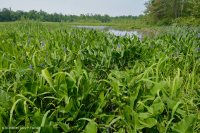 Đầm lầy nước ngọt thủy triều (Lúa hoang - Loại cây thân thảo hỗn hợp) – CEGL004202 Đầm lầy nước ngọt thủy triều (Lúa hoang - Loại cây thân thảo hỗn hợp) – CEGL004202