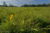 Đầm lầy nước ngọt thủy triều (Loại đầm lầy cao hỗn hợp) – CEGL006325 Đầm lầy nước ngọt thủy triều (Loại đầm lầy cao hỗn hợp) – CEGL006325