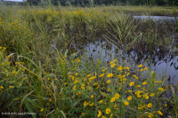 Đầm lầy nước ngọt thủy triều (Lúa hoang - Loại cây thân thảo hỗn hợp) - CEGL004202 Đầm lầy nước ngọt thủy triều (Lúa hoang - Loại cây thân thảo hỗn hợp) - CEGL004202