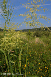 Đầm lầy nước ngọt thủy triều (Loại đầm lầy cao hỗn hợp) – CEGL006325 Đầm lầy nước ngọt thủy triều (Loại đầm lầy cao hỗn hợp) – CEGL006325