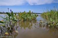 Đầm lầy nước ngọt thủy triều (Loại Arrow-Arum - Pickerelweed) – CEGL004706 Đầm lầy nước ngọt thủy triều (Loại Arrow-Arum - Pickerelweed) – CEGL004706