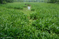 Đầm lầy nước ngọt thủy triều (Lúa hoang - Loại cây thân thảo hỗn hợp) – CEGL004202 Đầm lầy nước ngọt thủy triều (Lúa hoang - Loại cây thân thảo hỗn hợp) – CEGL004202