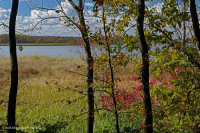 Đầm lầy nước ngọt thủy triều (Lúa hoang - Loại cây thân thảo hỗn hợp) - CEGL004202 Đầm lầy nước ngọt thủy triều (Lúa hoang - Loại cây thân thảo hỗn hợp) - CEGL004202