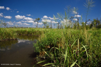 Đầm lầy nước ngọt thủy triều (Lúa hoang - Loại cây thân thảo hỗn hợp) - CEGL004202 Đầm lầy nước ngọt thủy triều (Lúa hoang - Loại cây thân thảo hỗn hợp) - CEGL004202