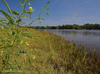 Đầm lầy nước ngọt thủy triều (Lúa hoang - Loại cây thân thảo hỗn hợp) – CEGL004202 Đầm lầy nước ngọt thủy triều (Lúa hoang - Loại cây thân thảo hỗn hợp) – CEGL004202