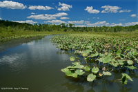 Đầm lầy nước ngọt thủy triều (Loại bãi bồi Spatterdock thông thường) – CEGL004472 Đầm lầy nước ngọt thủy triều (Loại bãi bồi Spatterdock thông thường) – CEGL004472