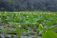 Đầm lầy nước ngọt thủy triều (Loại đất bùn phẳng của Hoa Kỳ) – CEGL006913 Đầm lầy nước ngọt thủy triều (Loại đất bùn phẳng của Hoa Kỳ) – CEGL006913