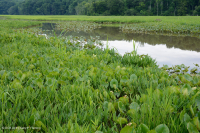 Đầm lầy nước ngọt thủy triều (Lúa hoang - Loại cây thân thảo hỗn hợp) – CEGL004202 Đầm lầy nước ngọt thủy triều (Lúa hoang - Loại cây thân thảo hỗn hợp) – CEGL004202