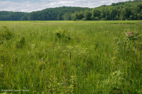 Đầm lầy nước ngọt thủy triều (Loại đầm lầy cao hỗn hợp) – CEGL006325 Đầm lầy nước ngọt thủy triều (Loại đầm lầy cao hỗn hợp) – CEGL006325