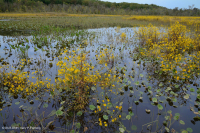 Đầm lầy nước ngọt thủy triều (Loại Arrow-Arum - Pickerelweed) – CEGL004706 Đầm lầy nước ngọt thủy triều (Loại Arrow-Arum - Pickerelweed) – CEGL004706