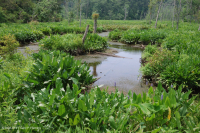 Đầm lầy nước ngọt thủy triều (Loại Arrow-Arum - Pickerelweed) – CEGL004706 Đầm lầy nước ngọt thủy triều (Loại Arrow-Arum - Pickerelweed) – CEGL004706