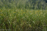 Đầm lầy nước ngọt thủy triều (Lúa hoang - Loại cây thân thảo hỗn hợp) - CEGL004202 Đầm lầy nước ngọt thủy triều (Lúa hoang - Loại cây thân thảo hỗn hợp) - CEGL004202