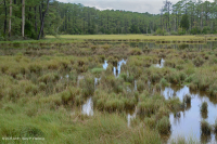 Đầm lầy mặn cao – CEGL004197 Đầm lầy mặn cao – CEGL004197