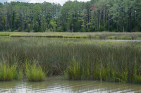 Đầm lầy muối Black Needlerush – CEGL004186 Đầm lầy muối Black Needlerush – CEGL004186