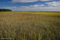Đầm lầy nước mặn ven sông (Cỏ Cordgrass đầm lầy nước mặn - Loại cỏ Bulrush đầm lầy nước mặn) - CEGL006416 Đầm lầy nước mặn ven sông (Cỏ Cordgrass đầm lầy nước mặn - Loại cỏ Bulrush đầm lầy nước mặn) - CEGL006416