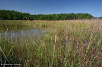 Đầm lầy nước mặn ven sông (Cỏ Cordgrass đầm lầy nước mặn - Loại cỏ Bulrush đầm lầy nước mặn) - CEGL006416 Đầm lầy nước mặn ven sông (Cỏ Cordgrass đầm lầy nước mặn - Loại cỏ Bulrush đầm lầy nước mặn) - CEGL006416
